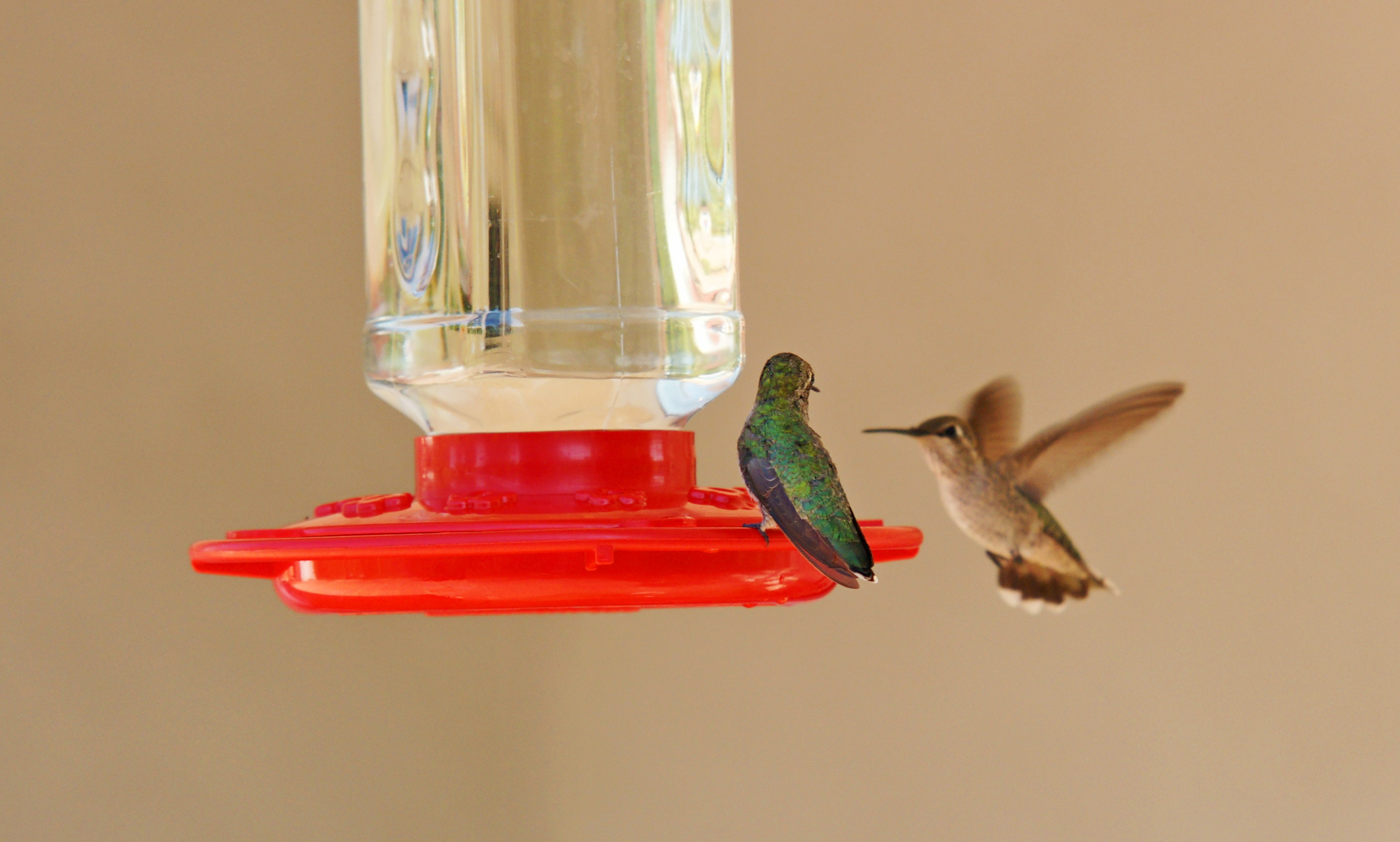 HummingbirdsGallery22