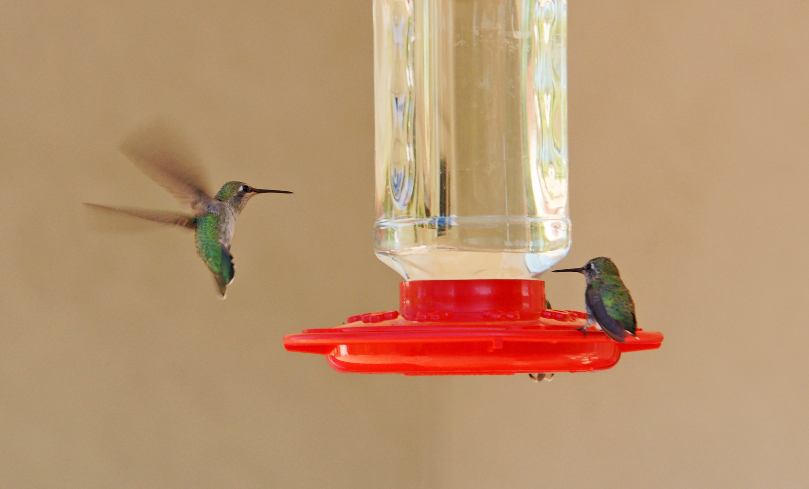 HummingbirdsGallery23