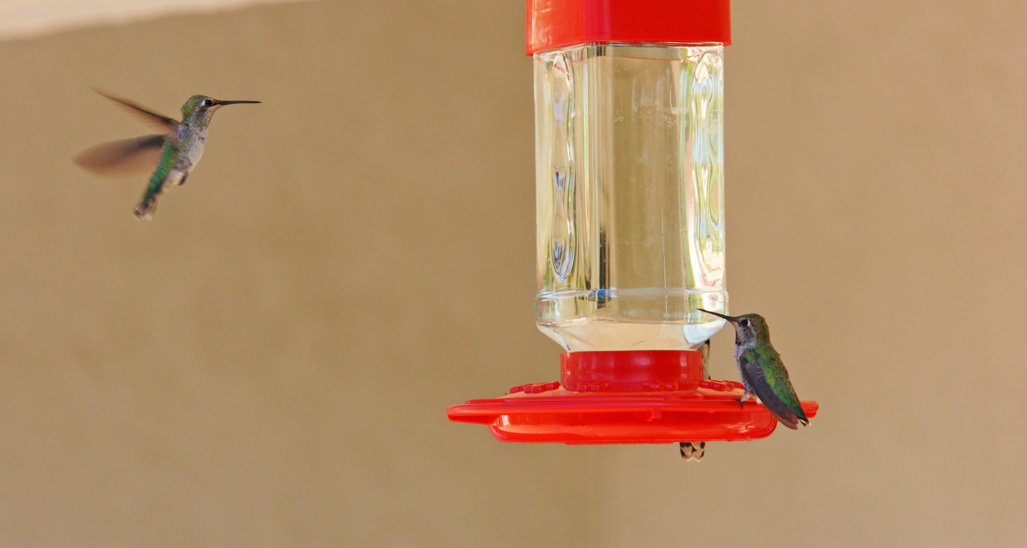 HummingbirdsGallery24