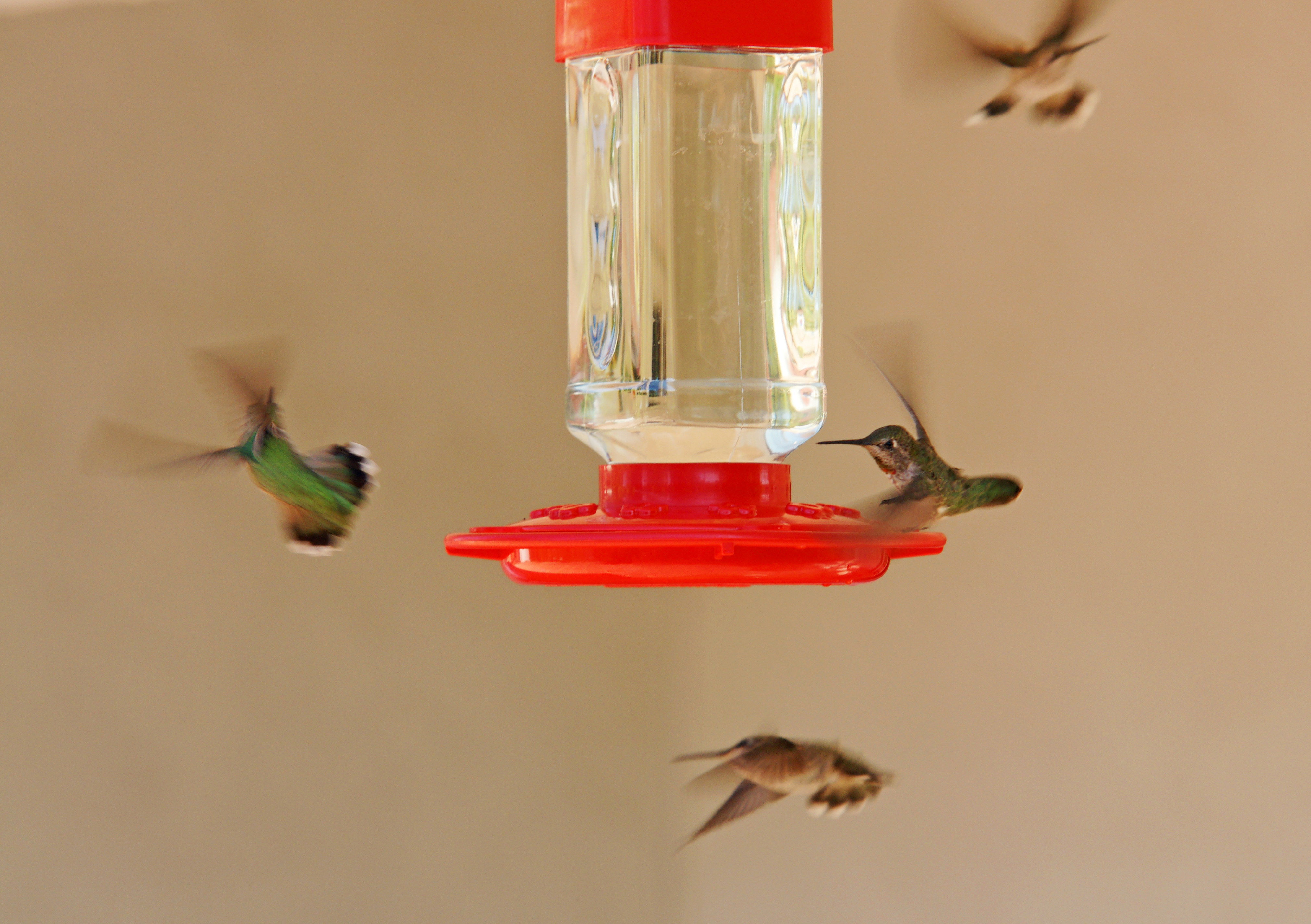 HummingbirdsGallery26
