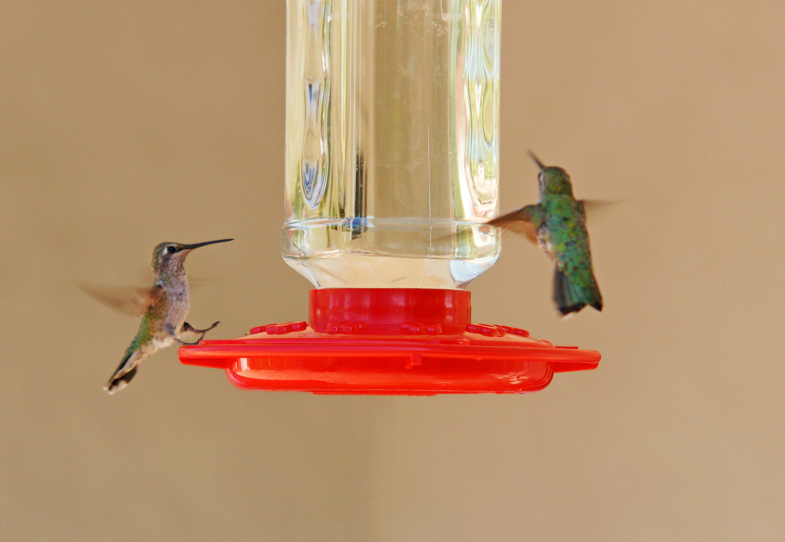 HummingbirdsGallery27