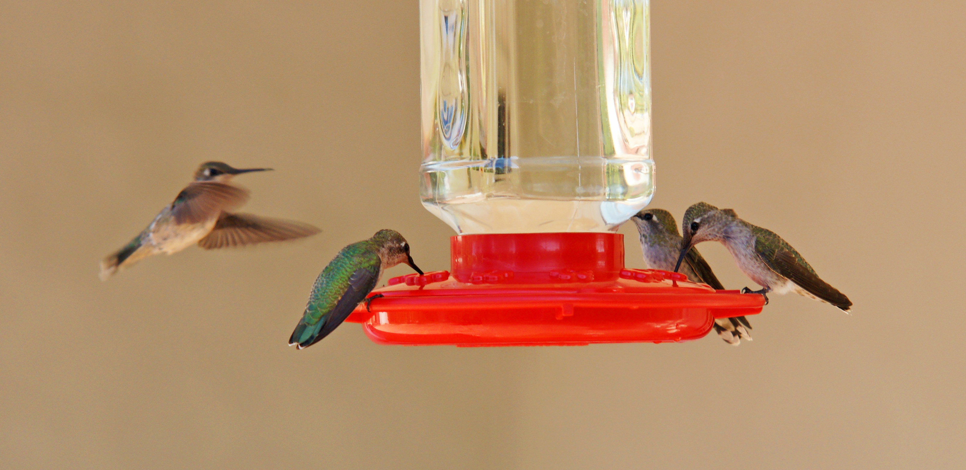 HummingbirdsGallery30