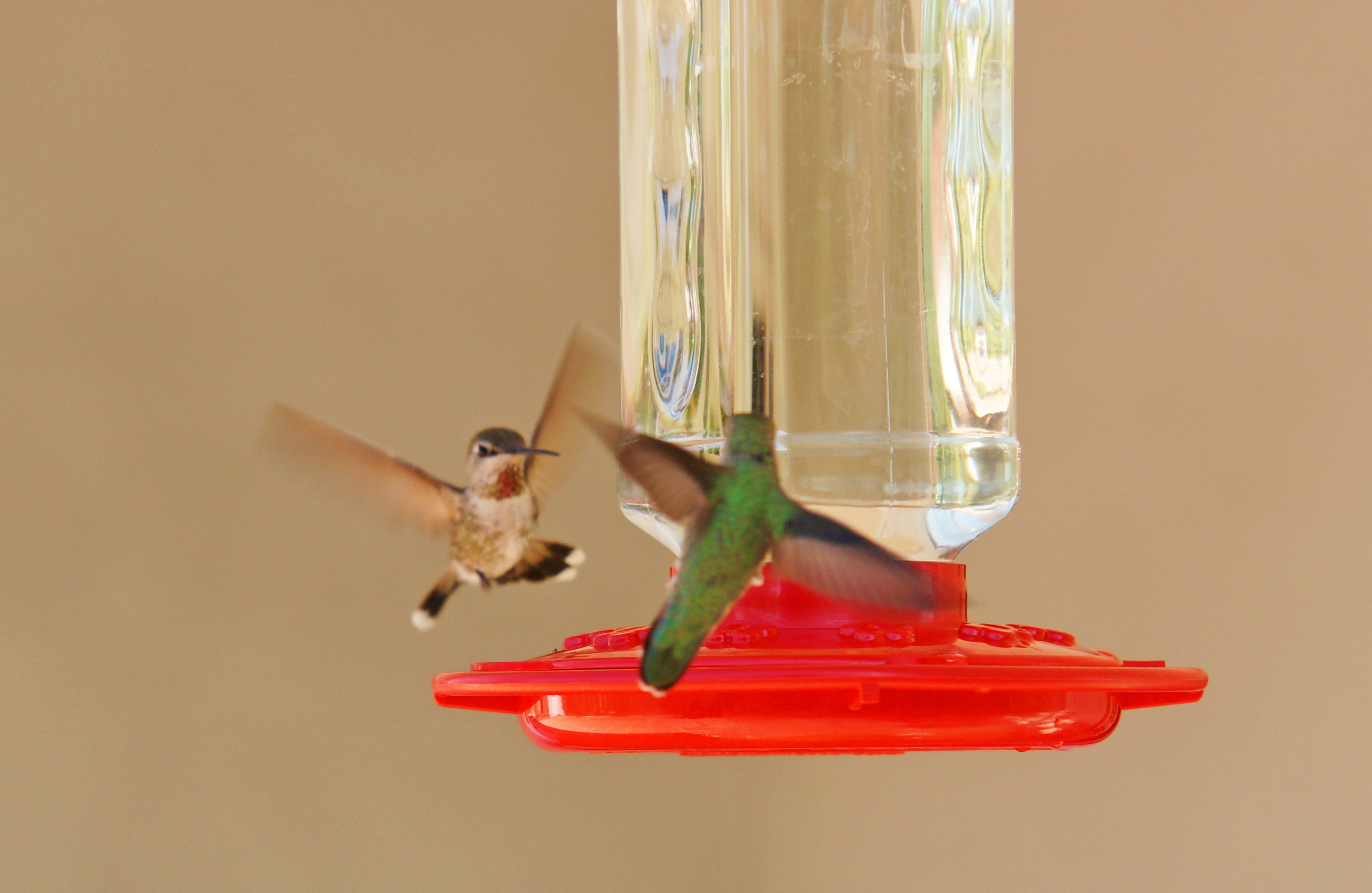 HummingbirdsGallery31
