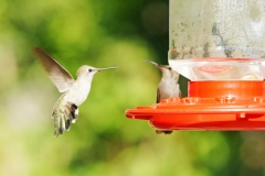 HummingbirdsGallery01