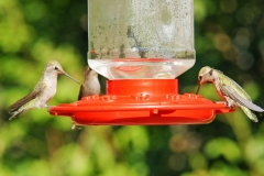 HummingbirdsGallery02