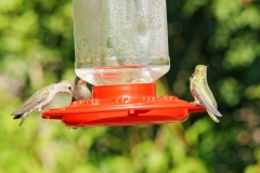 HummingbirdsGallery03