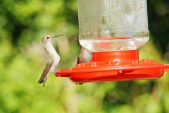 HummingbirdsGallery04