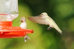 HummingbirdsGallery05