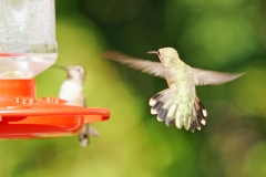 HummingbirdsGallery06