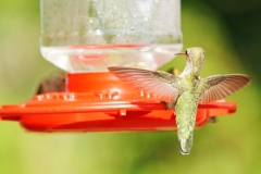 HummingbirdsGallery07
