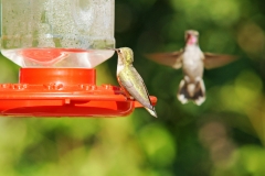HummingbirdsGallery10