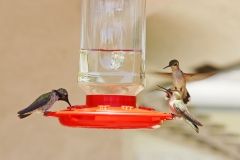 HummingbirdsGallery12