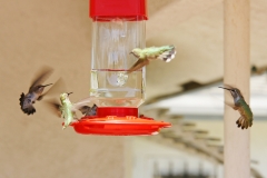 HummingbirdsGallery13