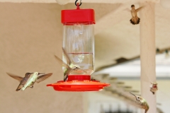 HummingbirdsGallery14