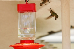 HummingbirdsGallery16