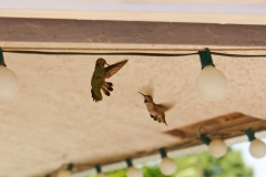 HummingbirdsGallery17