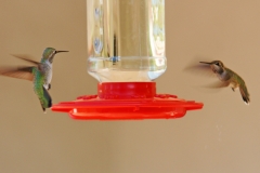HummingbirdsGallery18
