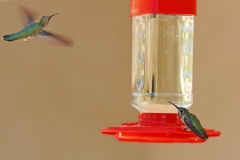 HummingbirdsGallery20