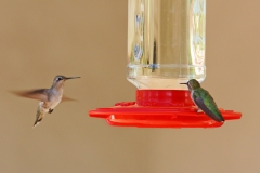 HummingbirdsGallery21