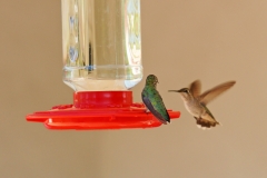 HummingbirdsGallery22