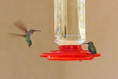 HummingbirdsGallery23