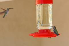 HummingbirdsGallery24