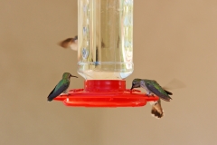 HummingbirdsGallery25