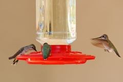 HummingbirdsGallery28