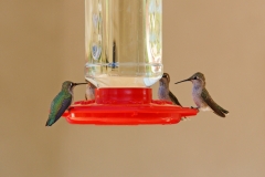 HummingbirdsGallery32
