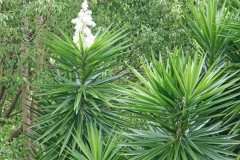 PlantsGallery17