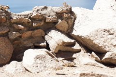 ChipmunkGallery02