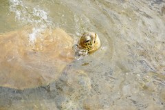 HawaiianGreenSeaTurtleGallery01