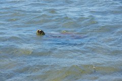 HawaiianGreenSeaTurtleGallery02
