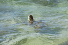 HawaiianGreenSeaTurtleGallery03