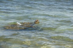 HawaiianGreenSeaTurtleGallery04