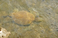 HawaiianGreenSeaTurtleGallery05