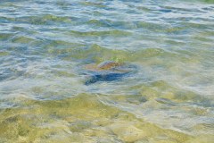 HawaiianGreenSeaTurtleGallery06