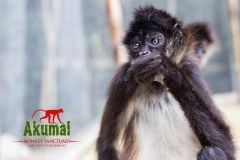 AkumalMonkeySanctuaryGallery02_02