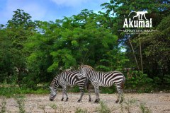 AkumalMonkeySanctuaryGallery02_07