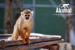 AkumalMonkeySanctuaryGallery02_08