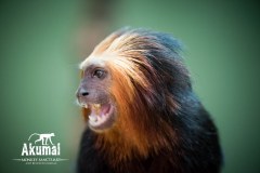 AkumalMonkeySanctuaryGallery02_09
