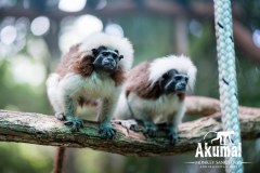 AkumalMonkeySanctuaryGallery02_11