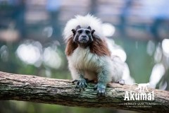 AkumalMonkeySanctuaryGallery02_12