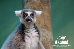 AkumalMonkeySanctuaryGallery02_13