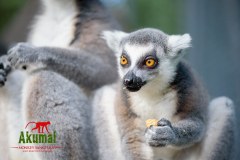AkumalMonkeySanctuaryGallery02_14