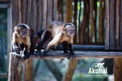 AkumalMonkeySanctuaryGallery02_20