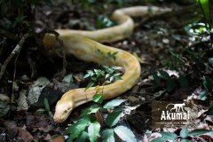 AkumalMonkeySanctuaryGallery02_22