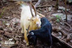 AkumalMonkeySanctuaryGallery02_23