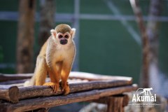 AkumalMonkeySanctuaryGallery02_38