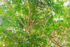 1_BarbadosNeighborhoodMonkeyGallery02